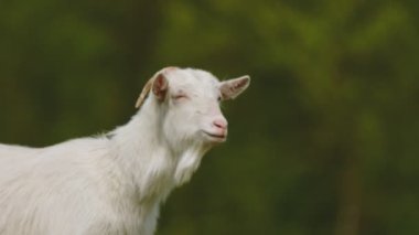 domestic goat grazes on the lawn