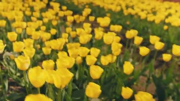 田里有许多黄色的郁金香 — 图库视频影像