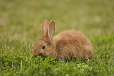 Bahçedeki turuncu tavşan.
