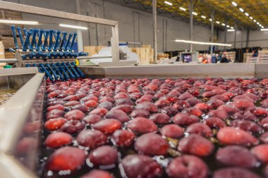 Daha fazla ambalaj hattına aktarmak için kırmızı elmaları büyük miktarlarda yıkamak