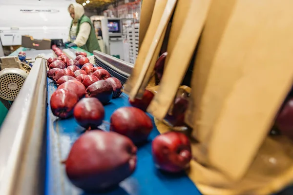 Red apples on the packaging line — Foto Stock