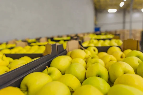 Boxed yellow apples close-up —  Fotos de Stock