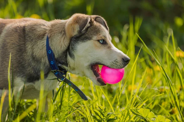 Husky dog playing with a pink ball — Stockfoto