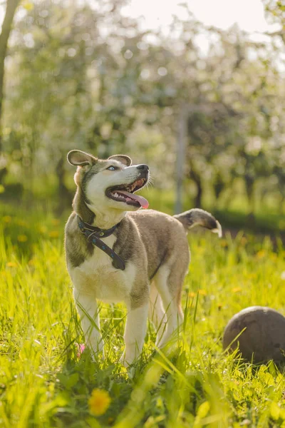 Husky hond met een bal — Stockfoto