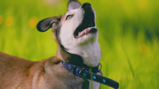 Retrato de raza de perro husky en hierba verde — Vídeo de stock