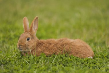 Bahçedeki turuncu tavşan.