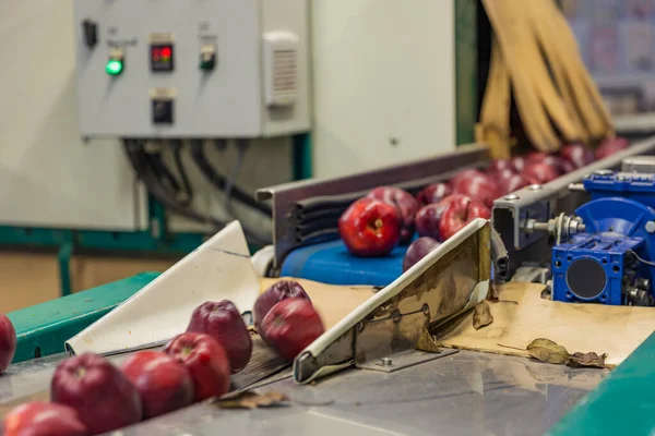 Red apples on the packaging line — Fotografia de Stock