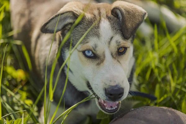 Husky dog with a ball — ストック写真