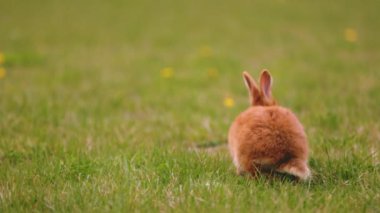 Tavşan çimenlerde otluyor.