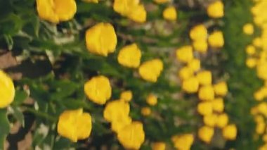 Sahada bir sürü sarı lale var.