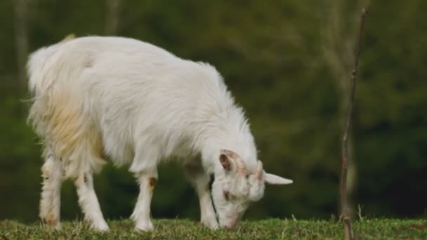 Домашній козел ластівки на газоні — стокове відео