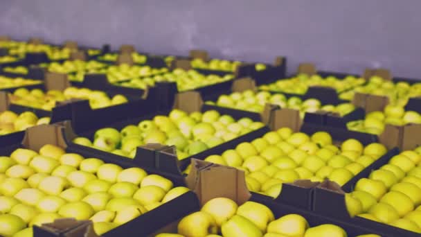 Many boxes of yellow apples — стоковое видео