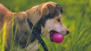 Köpek portresi, yeşil çimlerde iri yapılı.