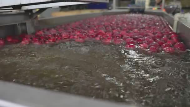 Automatic washing of apples in production — Stock video