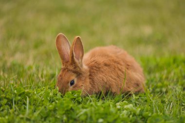 Bahçedeki turuncu tavşan.