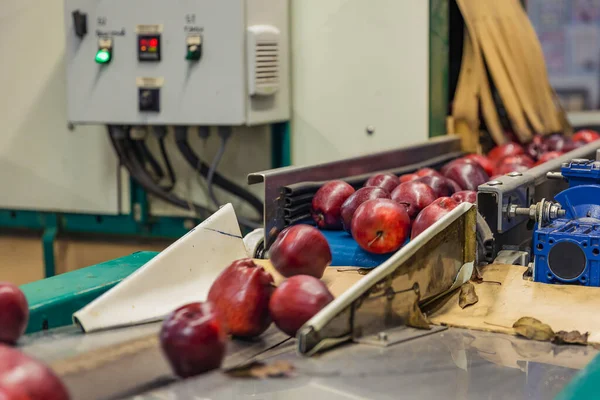 Red apples on the packaging line — Zdjęcie stockowe