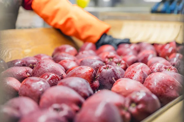 Carrying apples for further sorting to the enterprise — Foto Stock