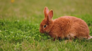 Tavşan çimenlerde otluyor.