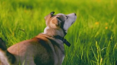 Köpek portresi, yeşil çimlerde iri yapılı.