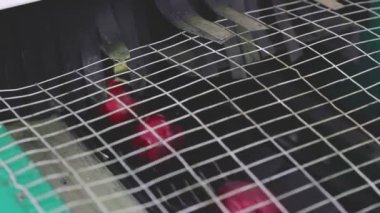 kırmızı elma toplama