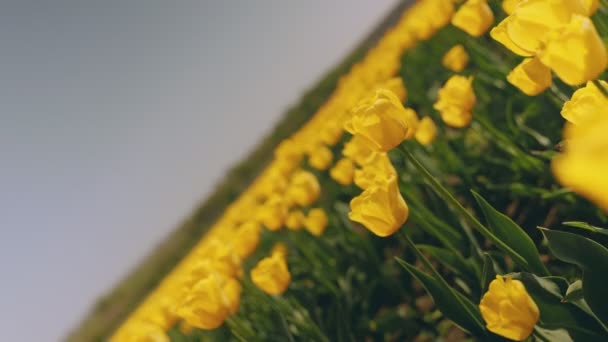 Muchos tulipanes amarillos en el campo — Vídeo de stock