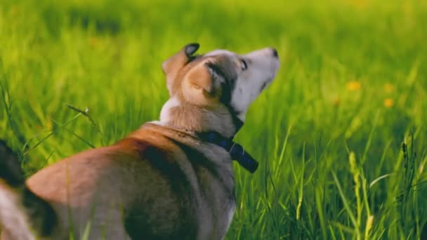 Портрет собаки породы хаски в зеленой траве — стоковое видео
