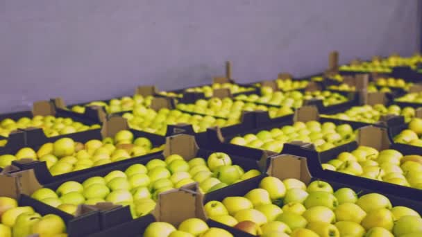 Багато коробки жовтих яблук — стокове відео