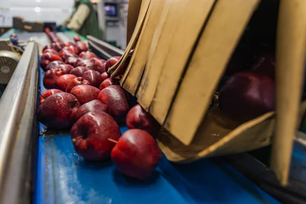Czerwone jabłka na linii pakowania — Zdjęcie stockowe