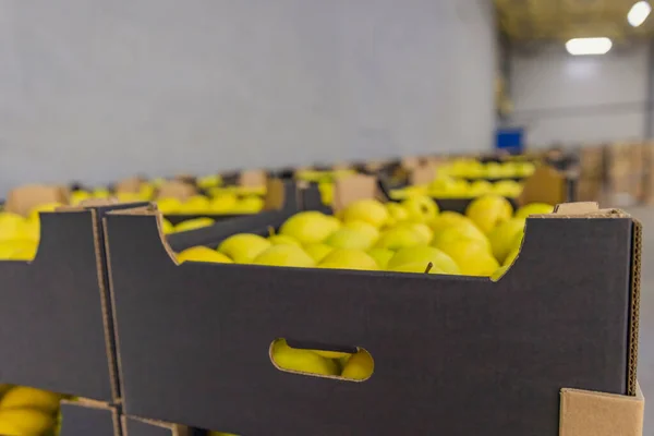Boxed yellow apples close-up — Foto Stock