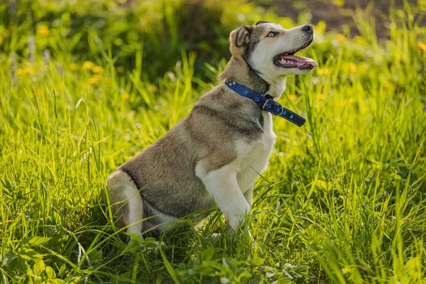 Portrait of a dog sitting in the grass — Foto de Stock