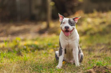 positive pit bull puppy