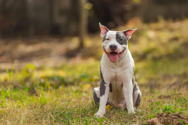 Positive pit bull puppy — Stock Photo, Image