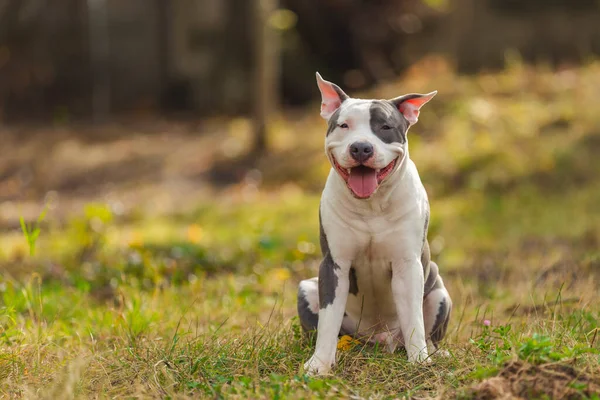 Positive pit bull puppy — Stockfoto