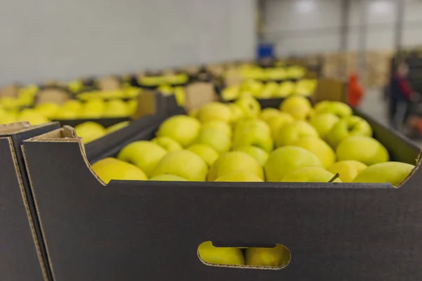 Boxed yellow apples close-up — Stock Photo, Image