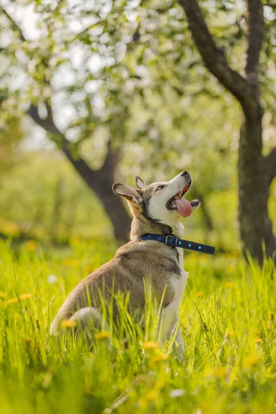 Portrét psa sedícího v trávě — Stock fotografie