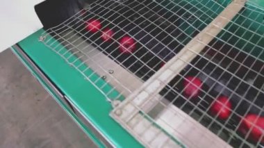 culling of red apples