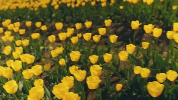 Wiele żółtych tulipanów na polu — Wideo stockowe