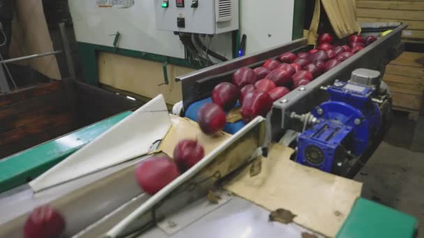 Automatic feeding of apples — Stock Video