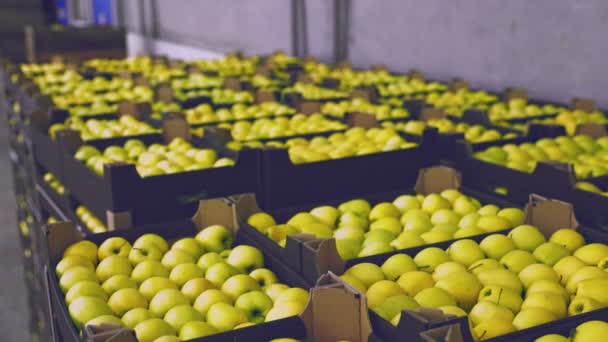 Many boxes of yellow apples — Stockvideo