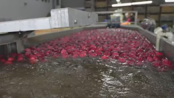 Automatic washing of apples in production — Stock video