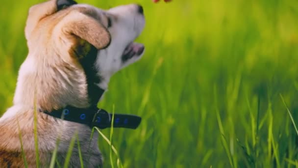 Portrait of dog breed husky in green grass — Stock Video