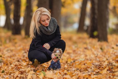 yorkshire terrier köpek ile kız