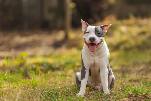 Positive pit bull puppy — Photo