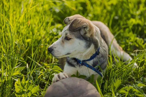 ボールを持ったハスキー犬 — ストック写真