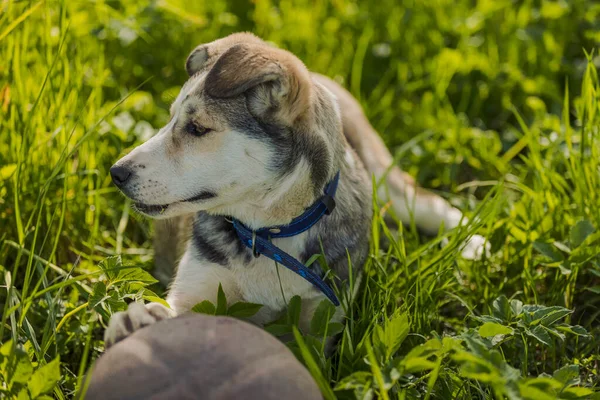 Husky hond met een bal — Stockfoto