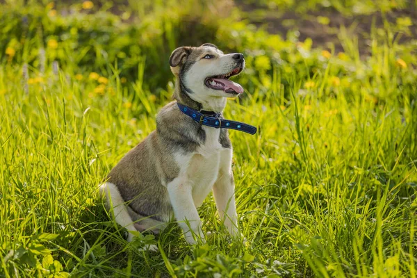 Portrait of a dog sitting in the grass — Stockfoto