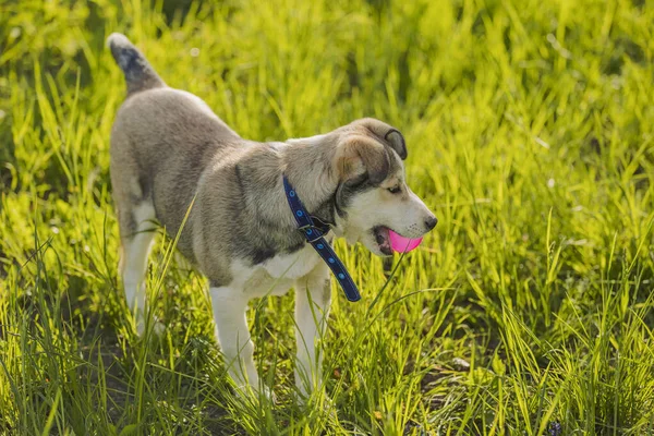 ピンクのボールで遊んでるハスキー犬 — ストック写真