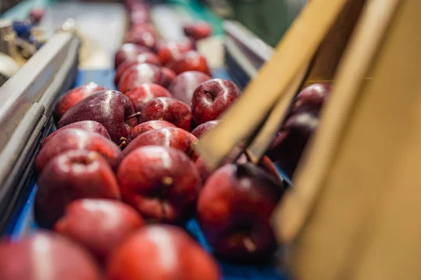 Manzanas en las líneas automáticas de la empresa —  Fotos de Stock