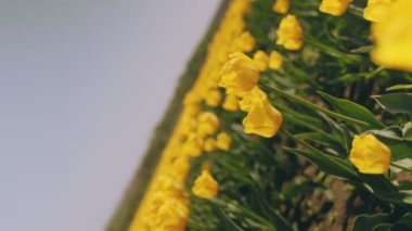 Sahada bir sürü sarı lale var.