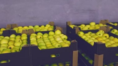 Bir sürü sarı elma.